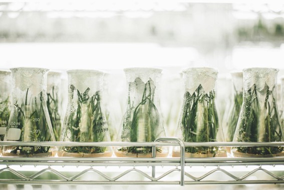 Fotografia de cinco plantas verdes cultivadas em Beckers de laboratório Fotografia de cinco plantas verdes cultivadas em Beckers de laboratório
