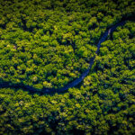 Fotografia da visão vertical de uma floresta, com a percepção do caminho traçado por um cano