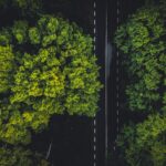 fotografia de árvores que cobrem uma estrada