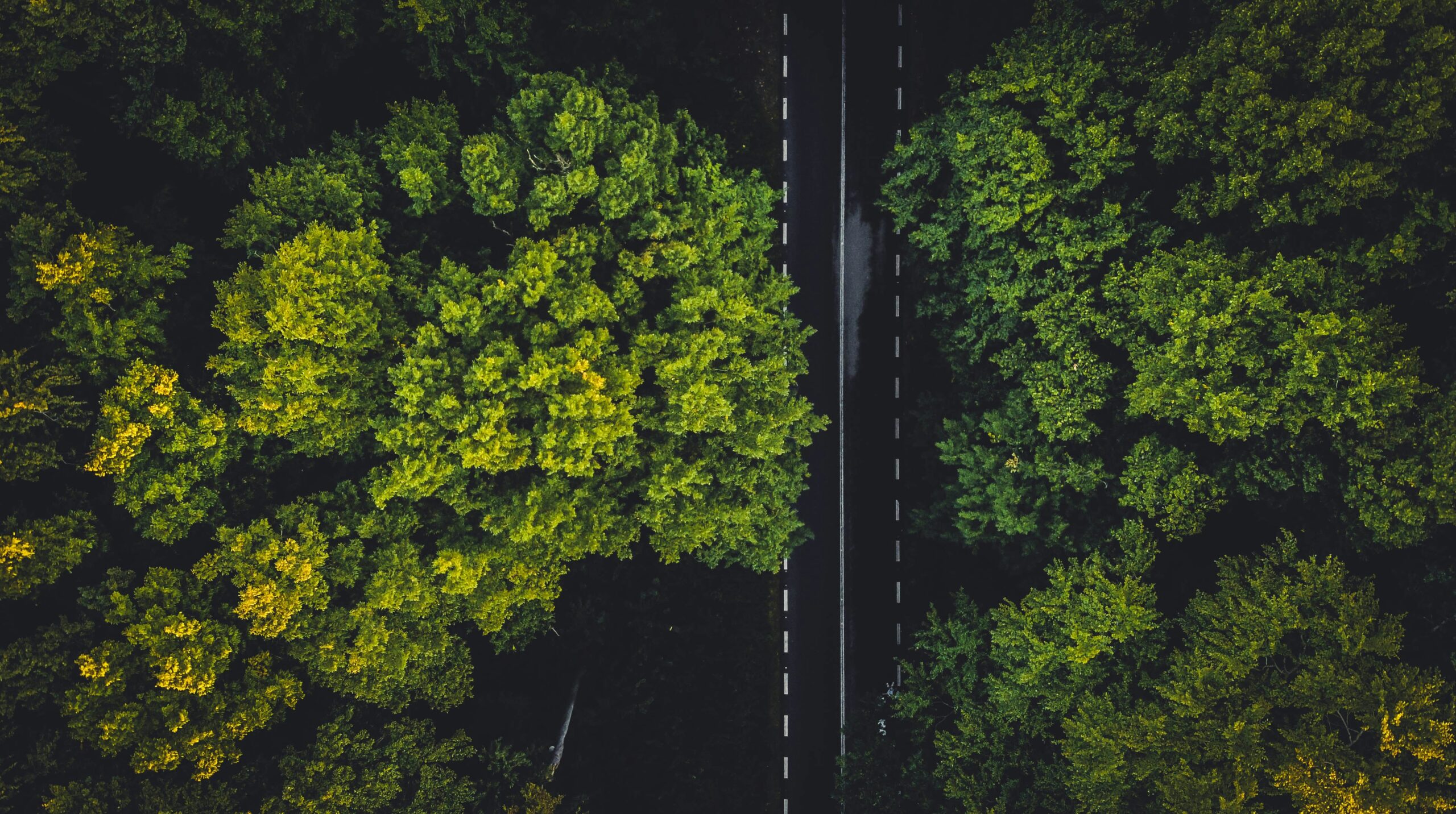 fotografia de árvores que cobrem uma estrada fotografia de árvores que cobrem uma estrada
